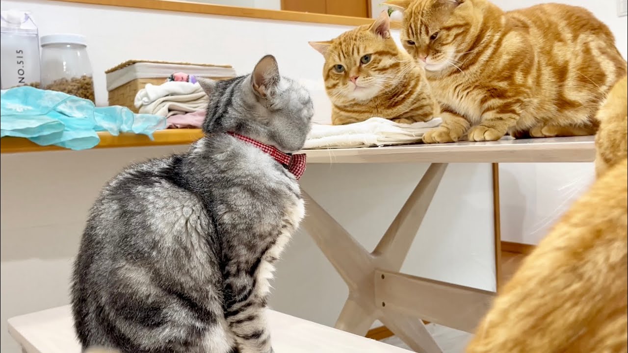 茶色組にジーッと見つめられて困惑するあいちゃん