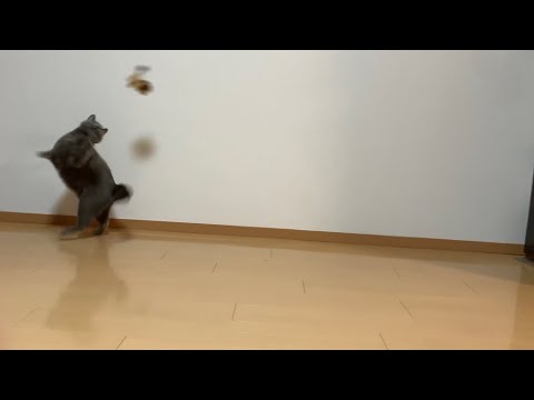 ライオンVSぺぺ(ロシアンブルー・猫)