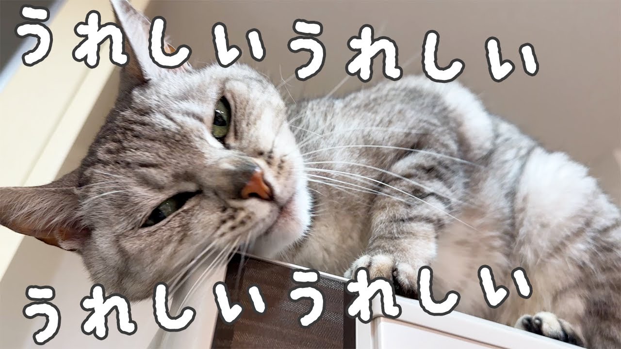 お返事猫になってスリスリが止まらない猫マロちゃん！！