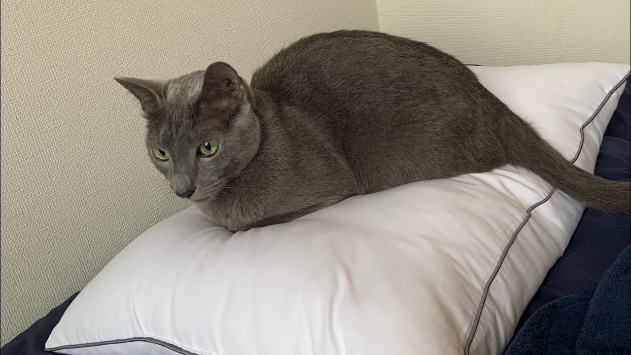 【ロシアンブルー】新品の枕　#Shorts