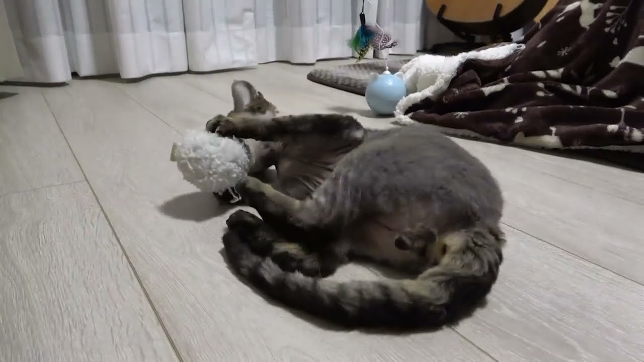 色々なおもちゃに囲まれてデボンレックス子猫は一人遊びに夢中です(Devon Rex kitten likes playing alone with various toys)