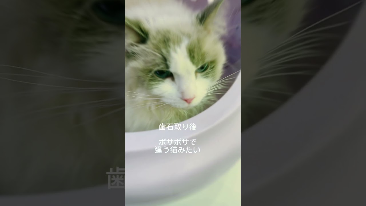 【ラグドール】病院にかかった前後の顔が別猫すぎた　#猫 #cat #shorts #歯石除去
