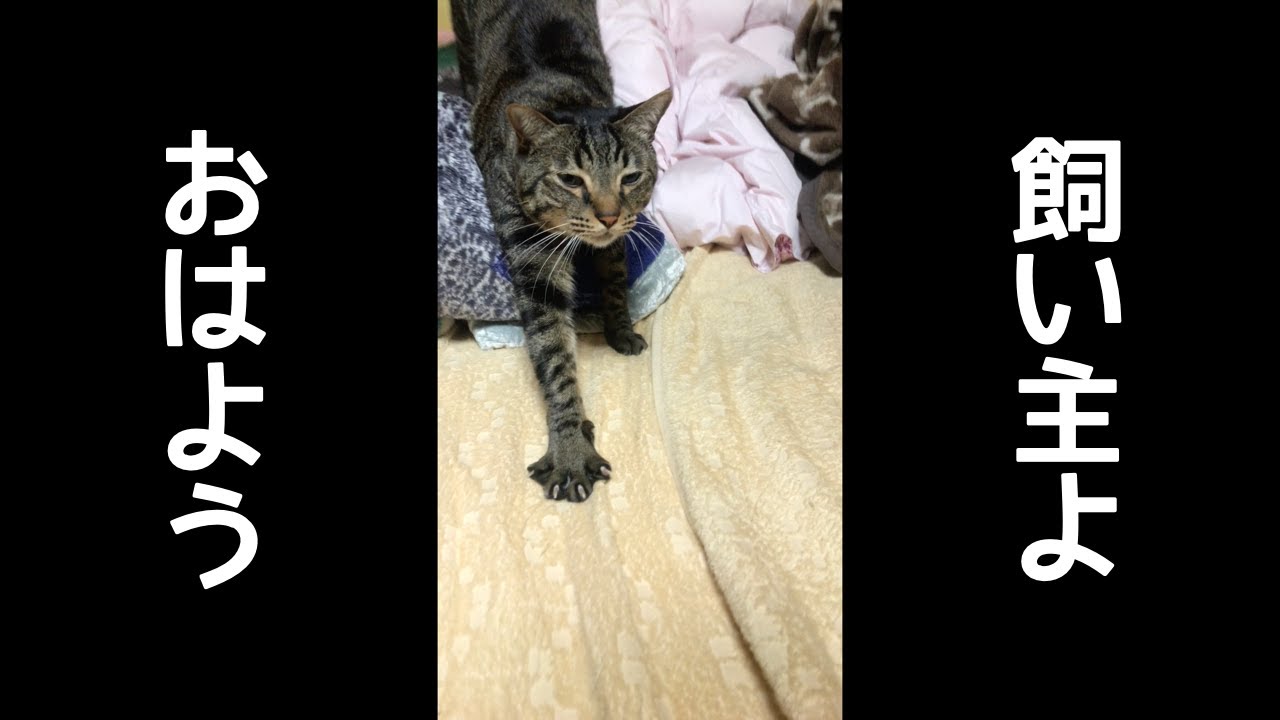 『おはよう』と言ってくれる猫の鳴き声が可愛すぎる。