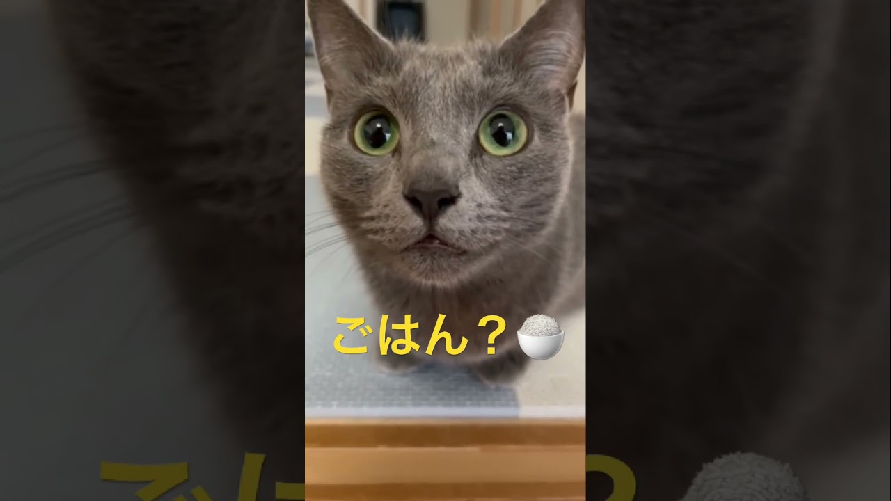 ご飯が欲しくて可愛い超ドアップな猫（ロシアンブルー）#shorts
