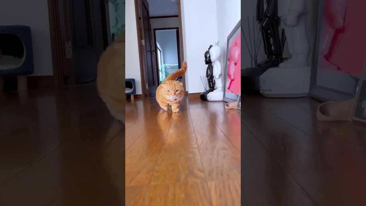 尻尾と足の長さが正反対すぎる猫