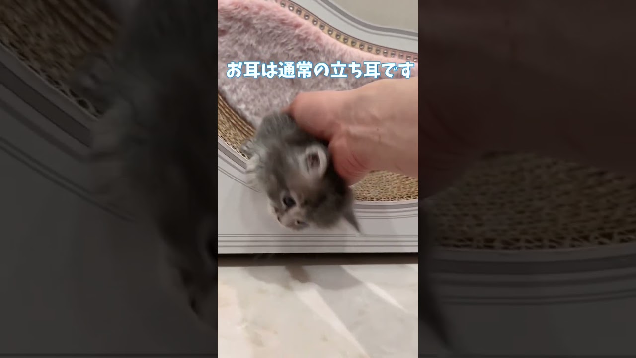 【今日もふ】へそ天大盛り♪短足キンカロー子猫【2023年2月27日】