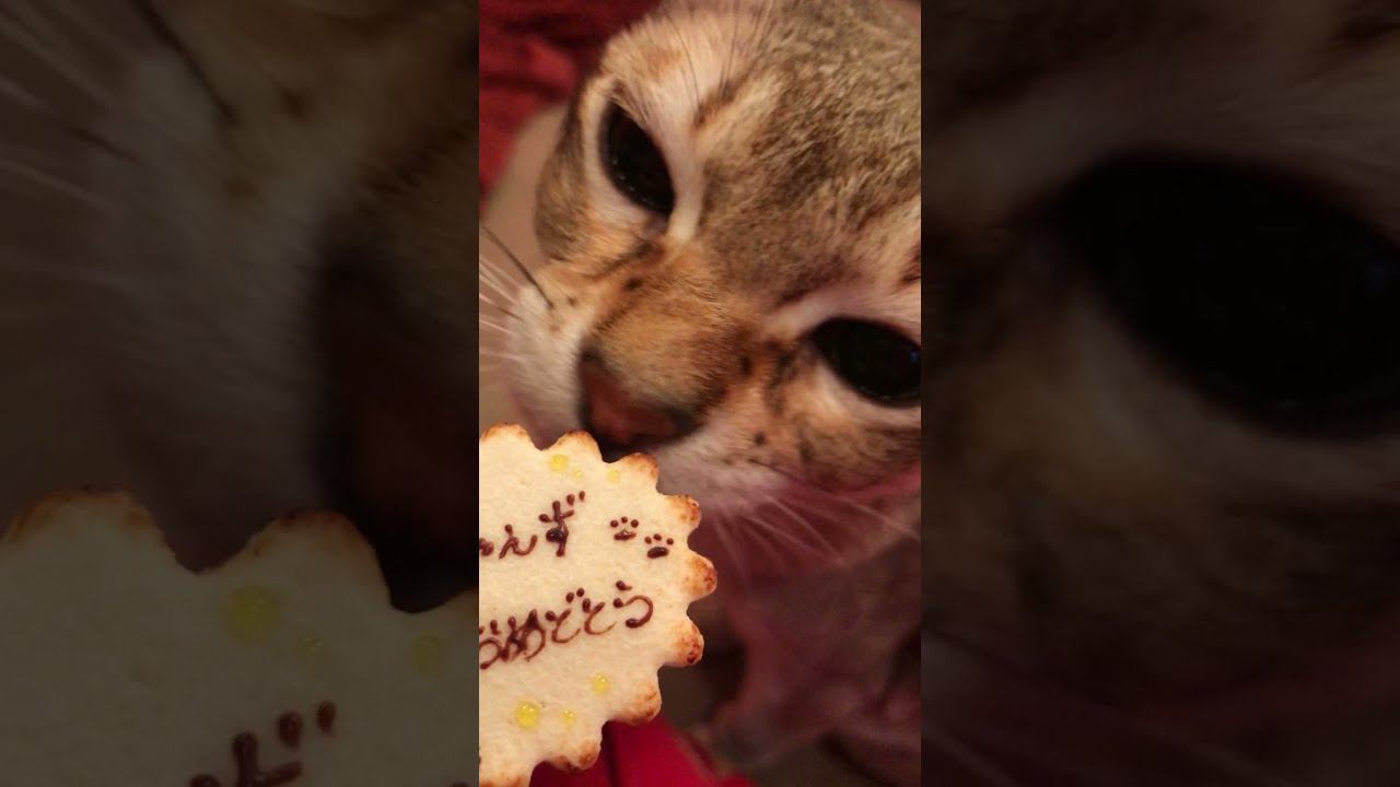 ｢猫の日おめでとう」プレートをフンフンするシンガプーラなのにゃ♪