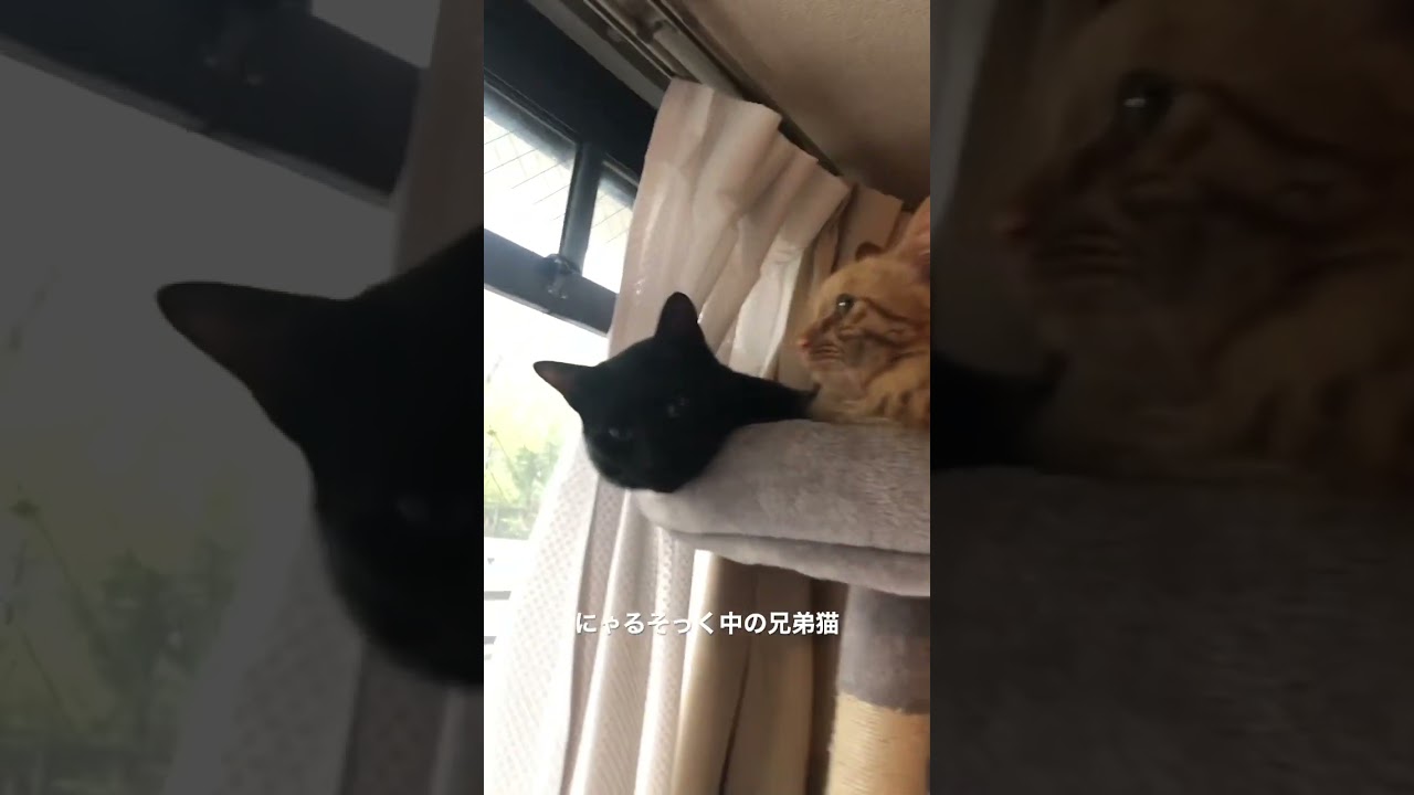 #にゃるそっく#猫#保護猫#猫のいる暮らし#先住猫#新入猫#譲渡会#cat#ネコ#ねこ#猫好き#茶トラ#黒猫#鍵尻尾#ボブテイル#茶トラ女子部