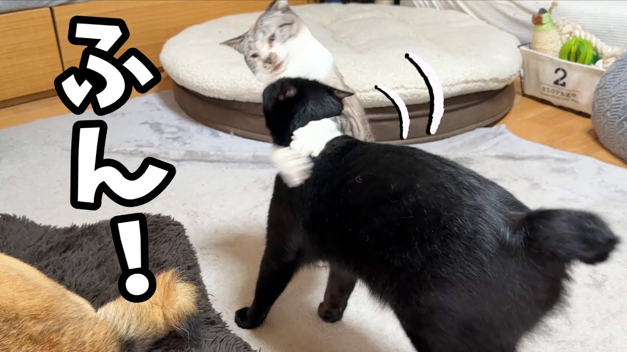 甘えたそうにしてるお姉ちゃん猫に近づいたら投げられちゃいました笑