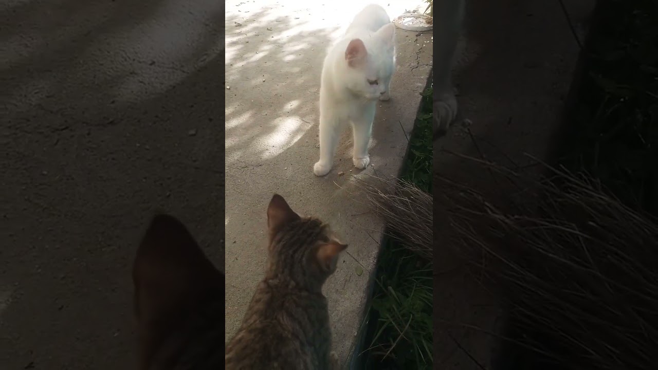 much love Brown Cat With Too Cute  #shortvideo #shorts #shortsvideo #trending
