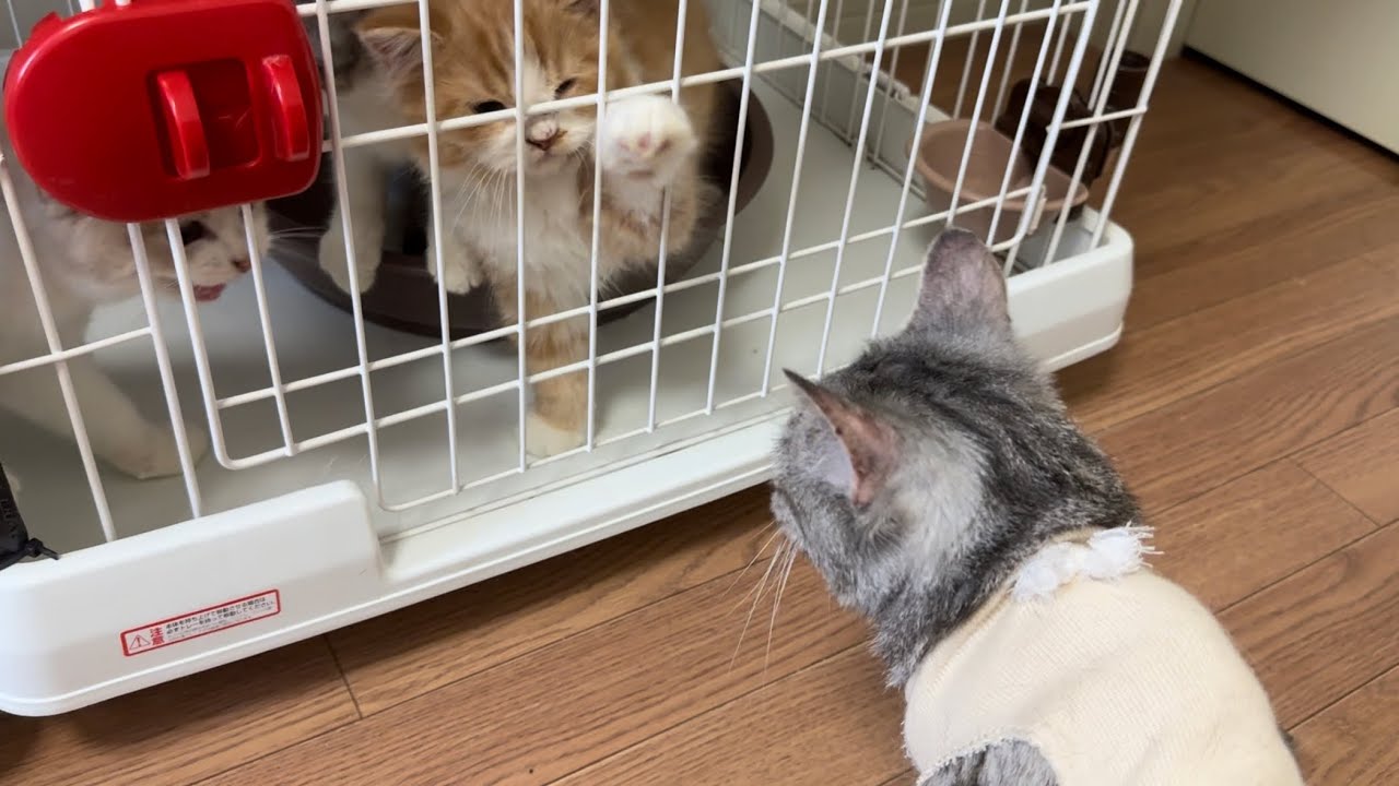 手術から帰ったママ猫を迎える子猫達の反応が… #59
