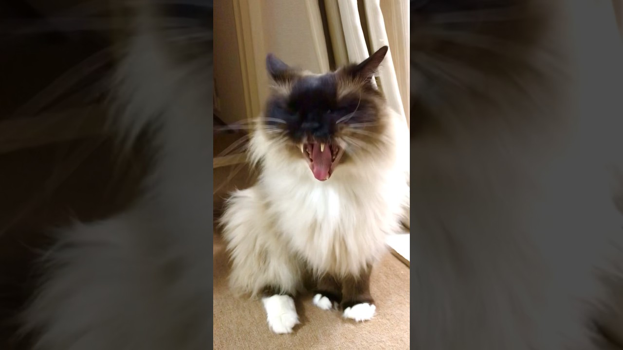 大きなあくびをするラグドールねこの宮ちゃん…w