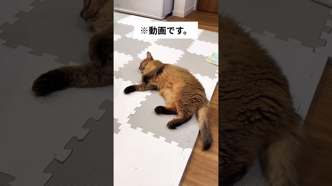 すやすやソマリ。#shorts #cat