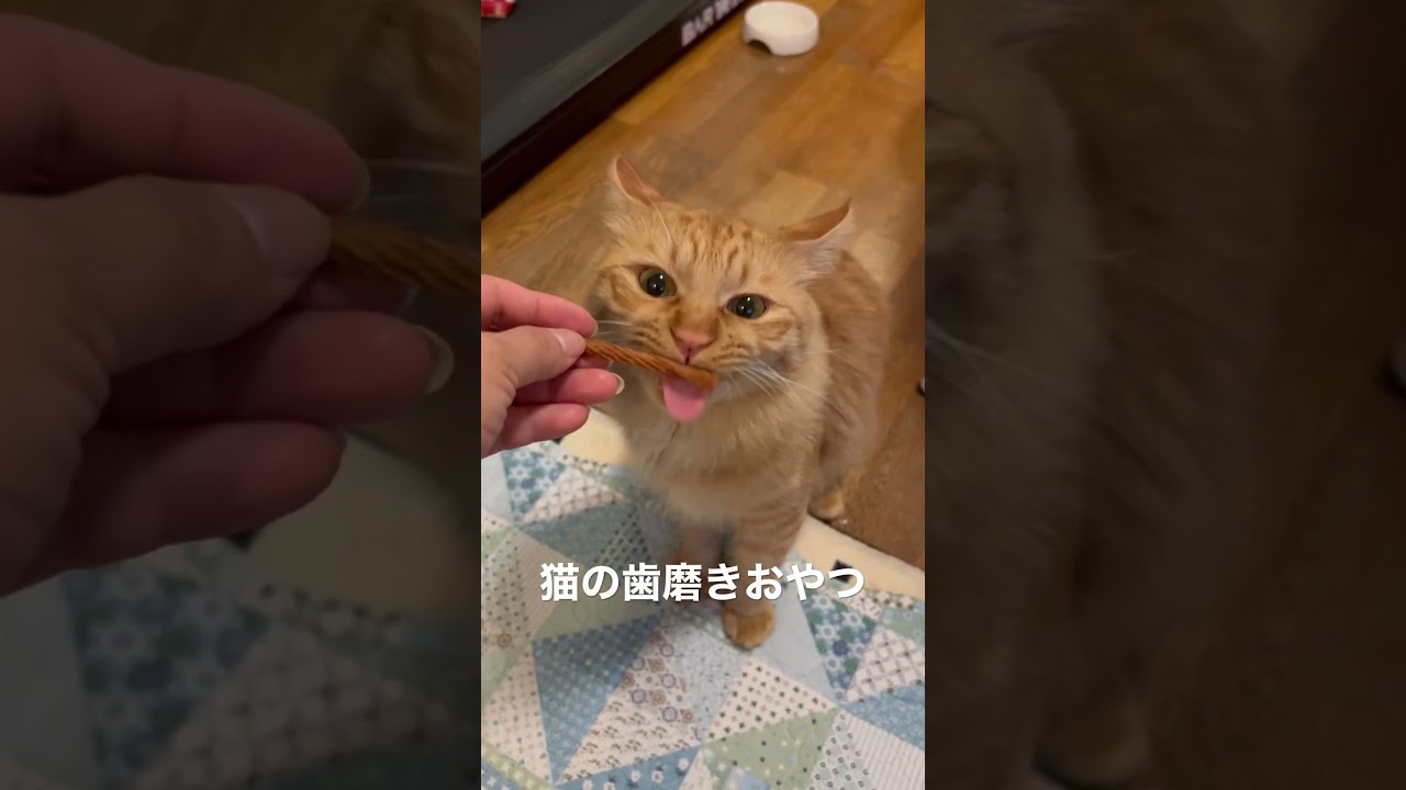 #猫#保護猫#猫のいる暮らし#先住猫#新入猫#譲渡会#cat#ネコ#ねこ#猫好き#茶トラ#黒猫#鍵尻尾#ボブテイル#茶トラ女子部#猫の歯磨き