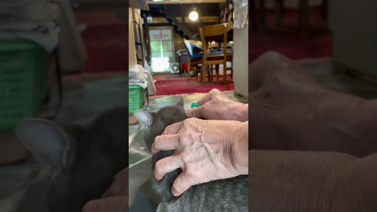 #風の猫　昨日、孫たちが帰ったので..　今朝はノミ取りの薬を滴下されて..　終わった後も固まる猫…　#shorts