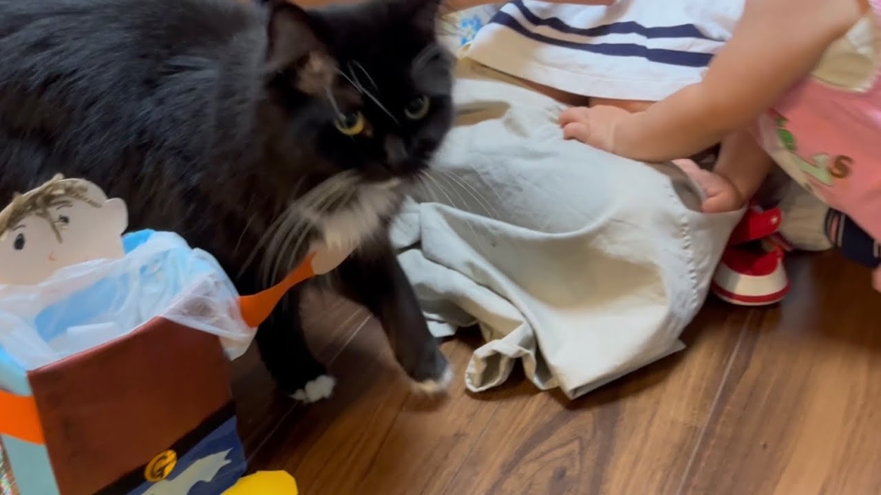 娘達が作った父の日用プレゼントを破壊しようとする猫　ラガマフィン　A cat that destroys a gift given by a daughter to her father