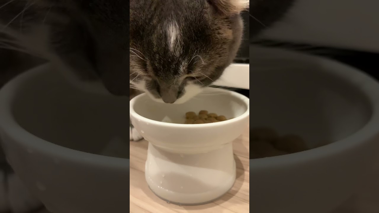 【アメリカンカール】毎日のごはん風景【たぴ】