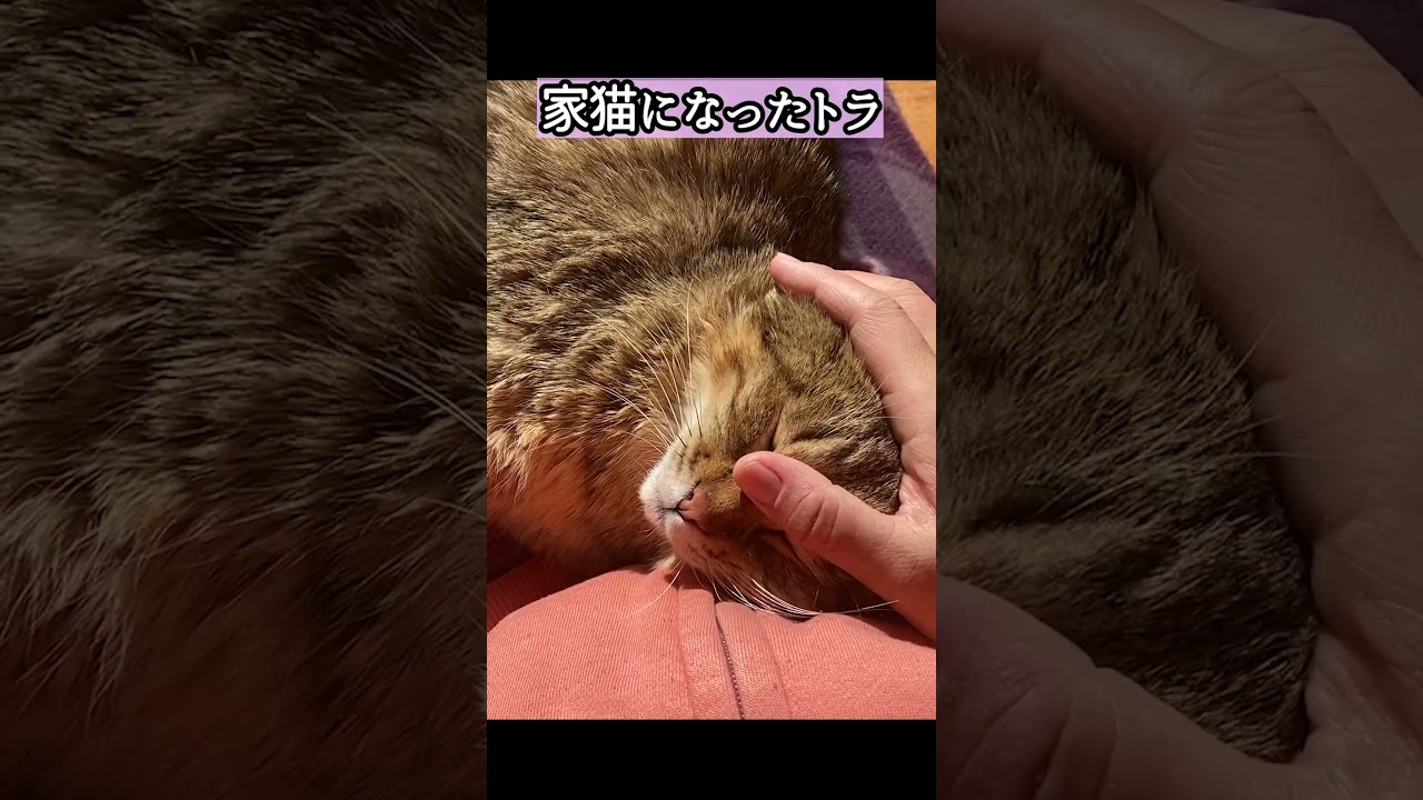 抱っこされたままお昼寝する幸せを知った元野良猫はこうなります #shorts