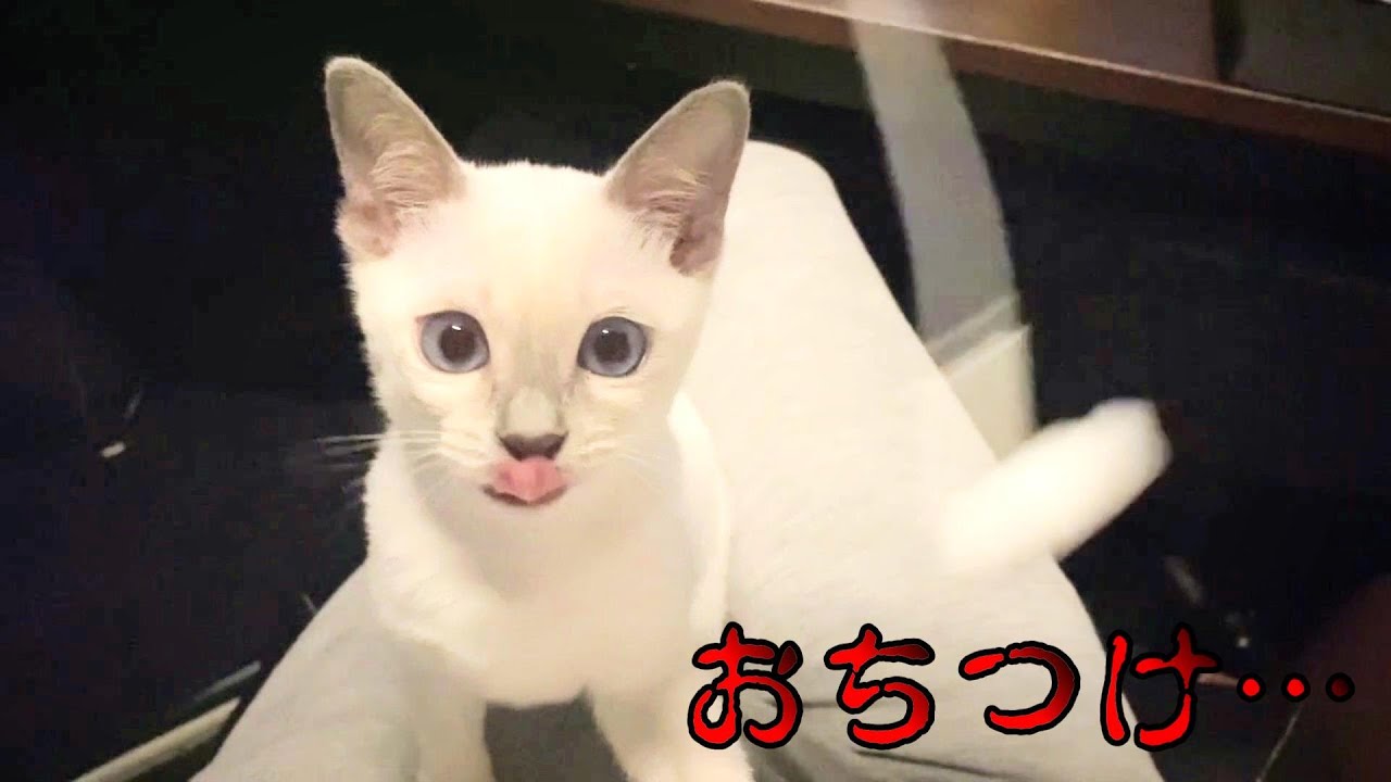 【 子猫 】デスクワークをするとこうなる…。【 トンキニーズ 】