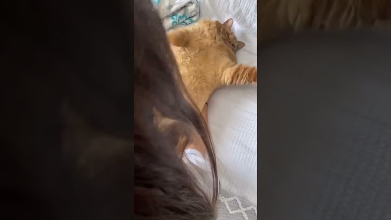 How to wake up my big fat brown cat?