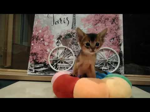 アビシニアン アビ5兄弟生まれました💕