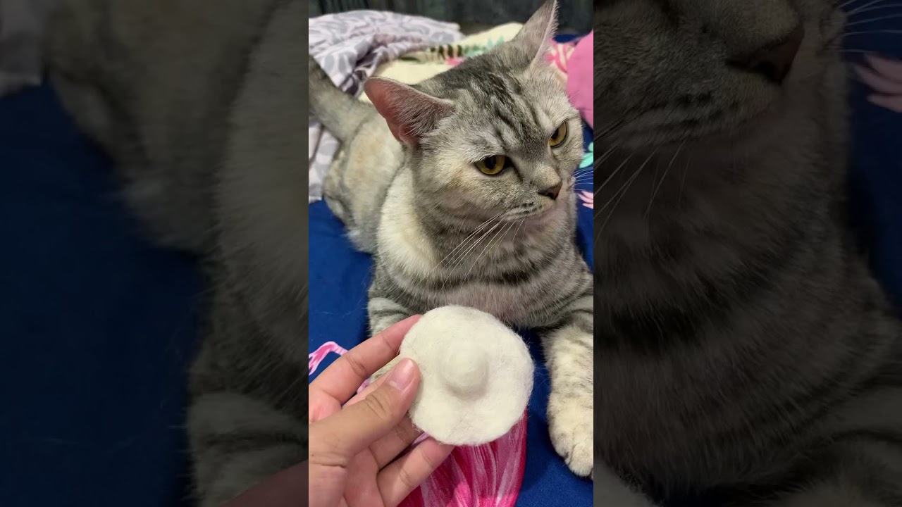 International Cat Day 2021 ✨ Manx Cats ✨ Manx Cat ✨ National Cat Show 2021 ✨ Funny Cats Nesia