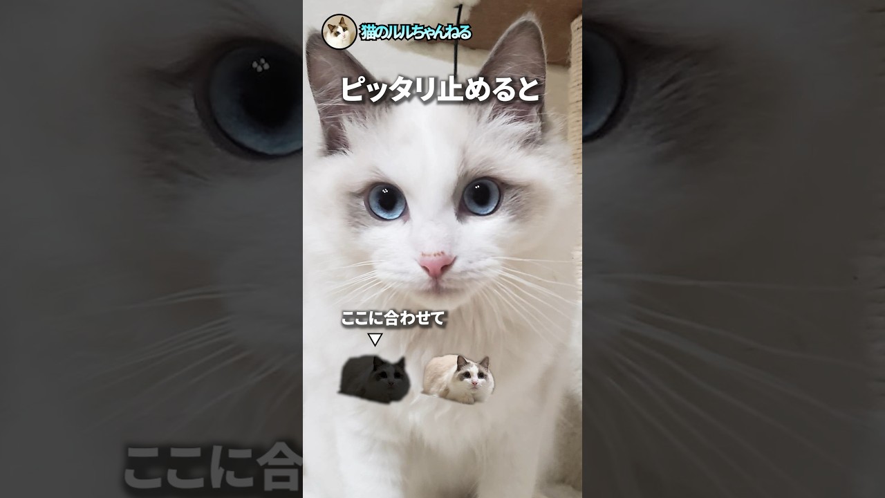 ピッタリ止めると面白画像その3 #ラグドール #猫