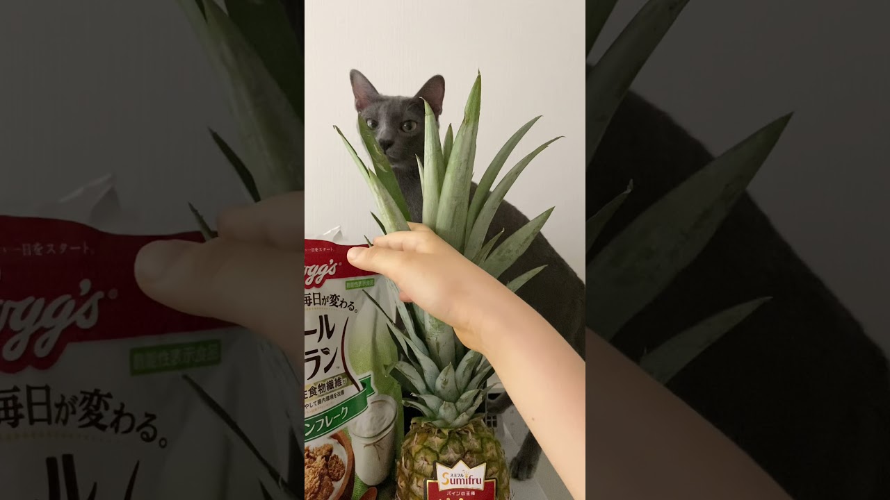 Cat trying to eat a pineapple leaf #shorts