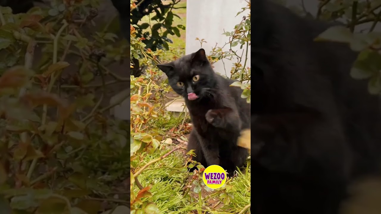 Best American Cat Breeds - Bombay-American Cat short