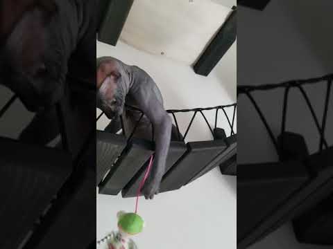 Delilah the Sphynx