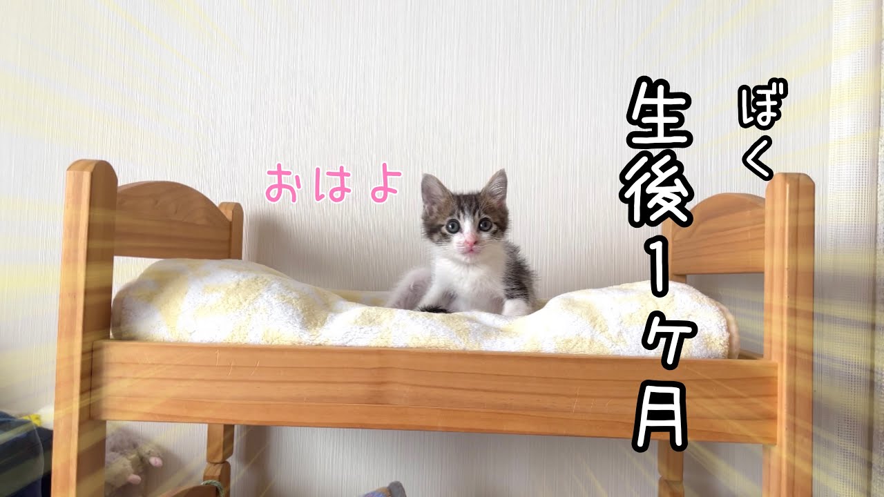 「噛みつき子猫と6猫、女一人暮らし」初めてモーニングルーティン【預かり保護猫】