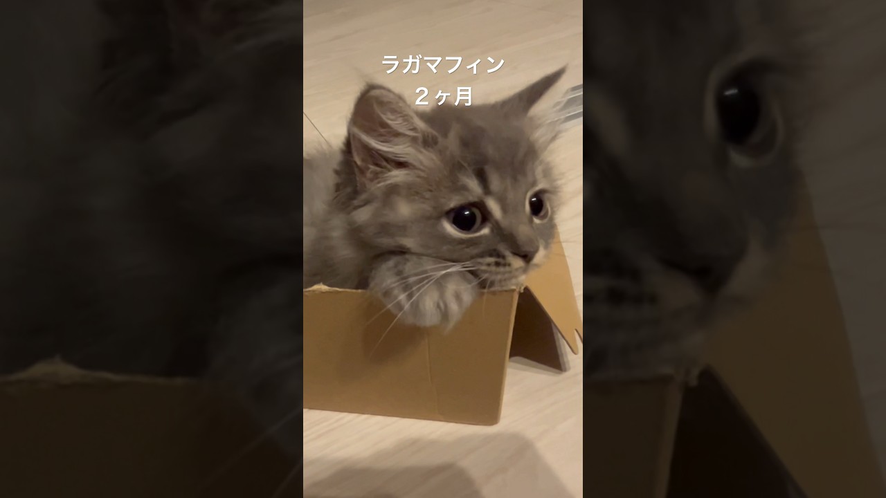 可愛すぎるお顔・・・#ラガマフィン #かわいい #つまみちゃん #猫 #shorts