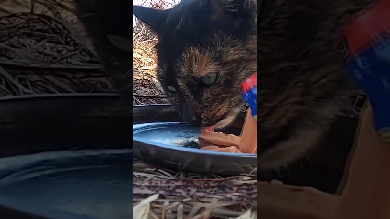 【ショート動画】茶猫と2匹のサビ猫が美味しそうに全部食べた。The brown cat and the two rusty cats ate it all deliciously.　Vol.511