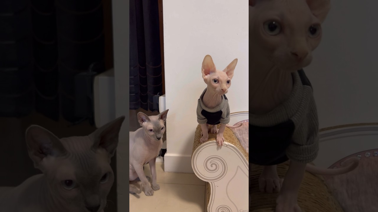 生後4ヶ月の毛のない子猫が可愛すぎる【スフィンクス猫】