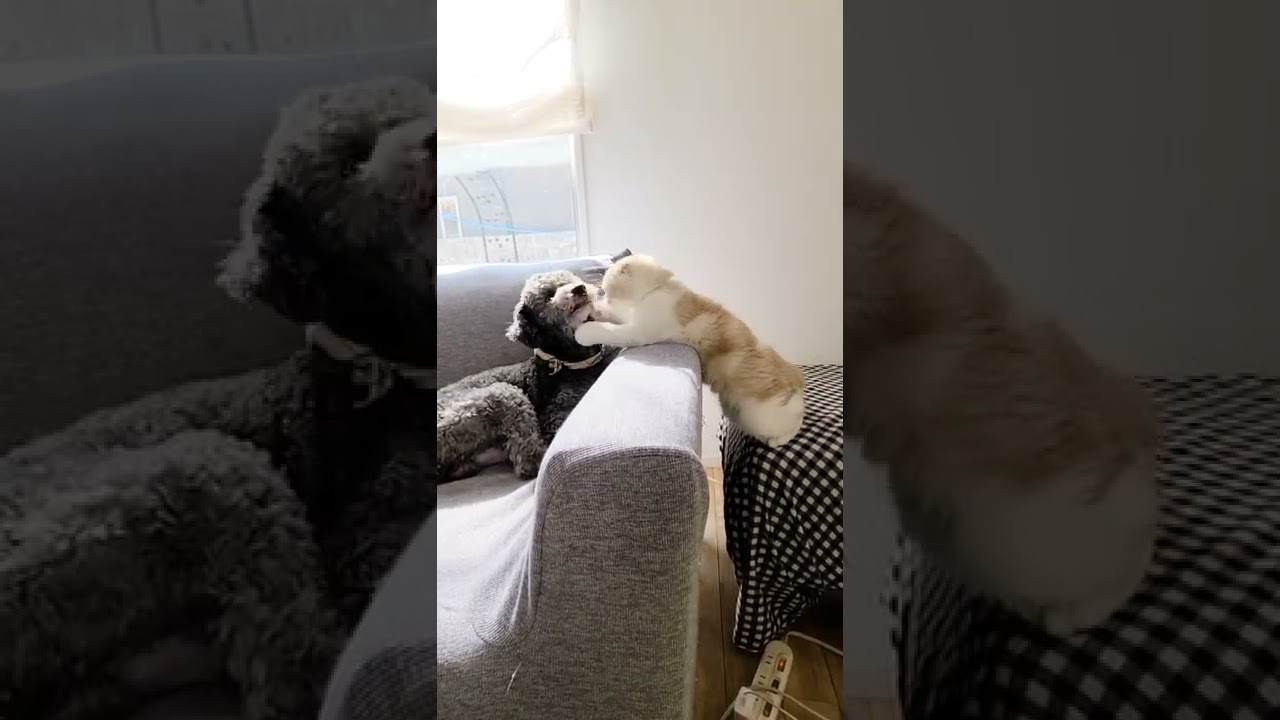 犬にちょっかい出した子猫が…