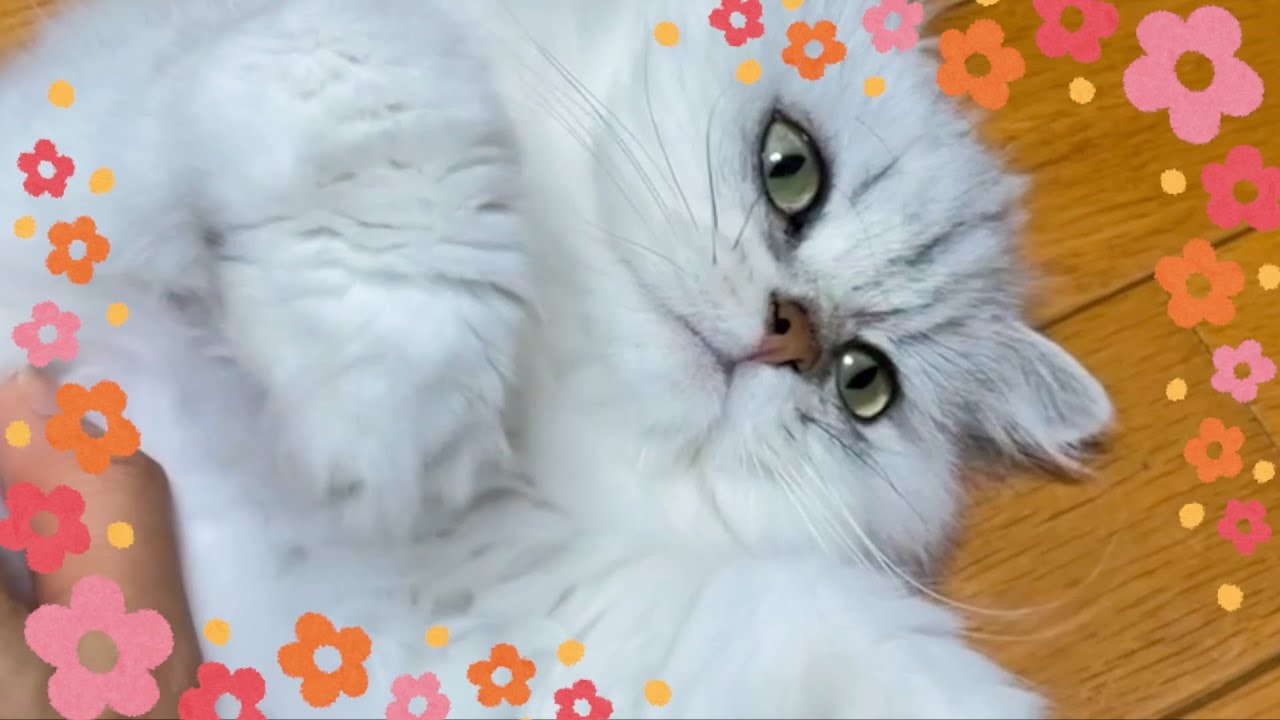 【ペルシャ猫】ママの帰宅に順番待ちして甘えに来てくれる可愛すぎる女の子たち