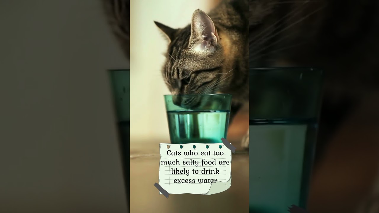 Why is my cat drinking a lot of water? #shorts #catdrinks