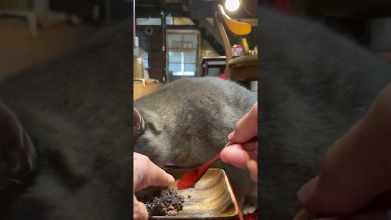 #風の猫　朝ごはん..　カリカリをほぼ食べて..　缶詰を温めてもらい美味しそうに食べる猫…　#shorts