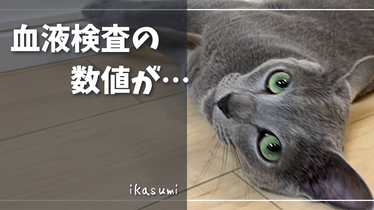 少しでも長生きしてもらうために…【ロシアンブルー】