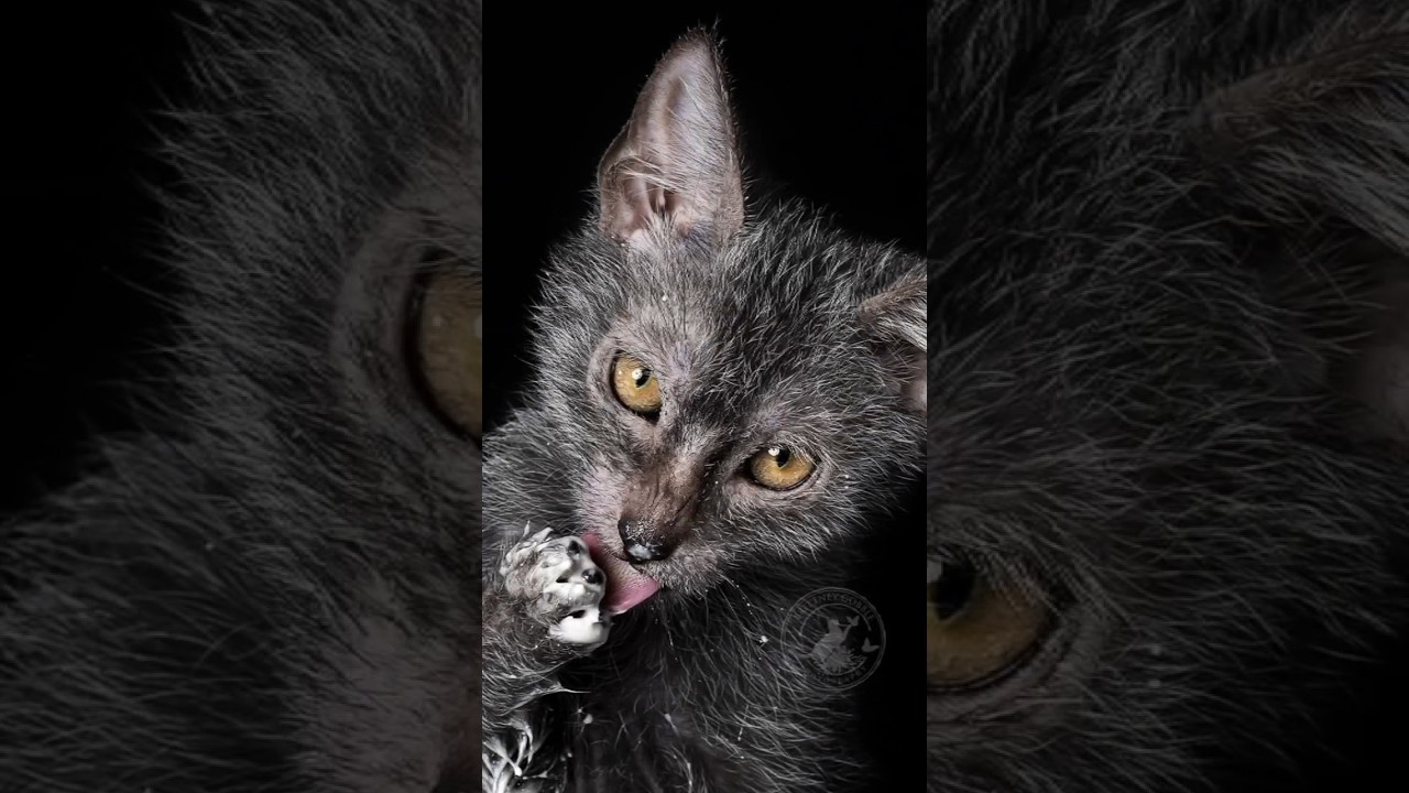 🐈✅ Gato LIKOY 🐈‍⬛ Los Gatos Lobos 🐺