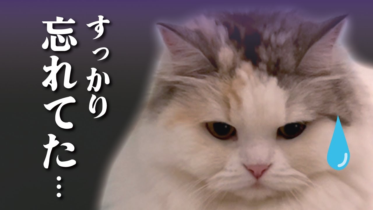 ごめんなさい…忘れてました…ほんまです…うそじゃないです…【関西弁でしゃべる猫】