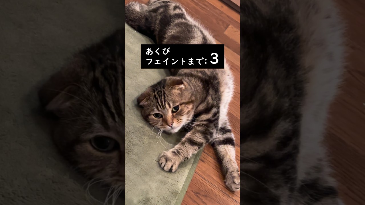 猫にあくびフェイントされた #shorts