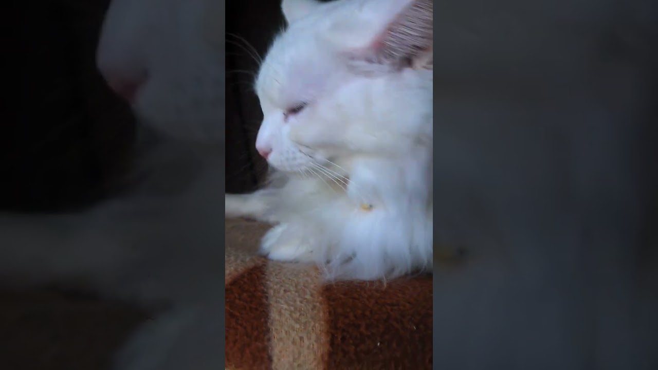 猫親子のお昼寝