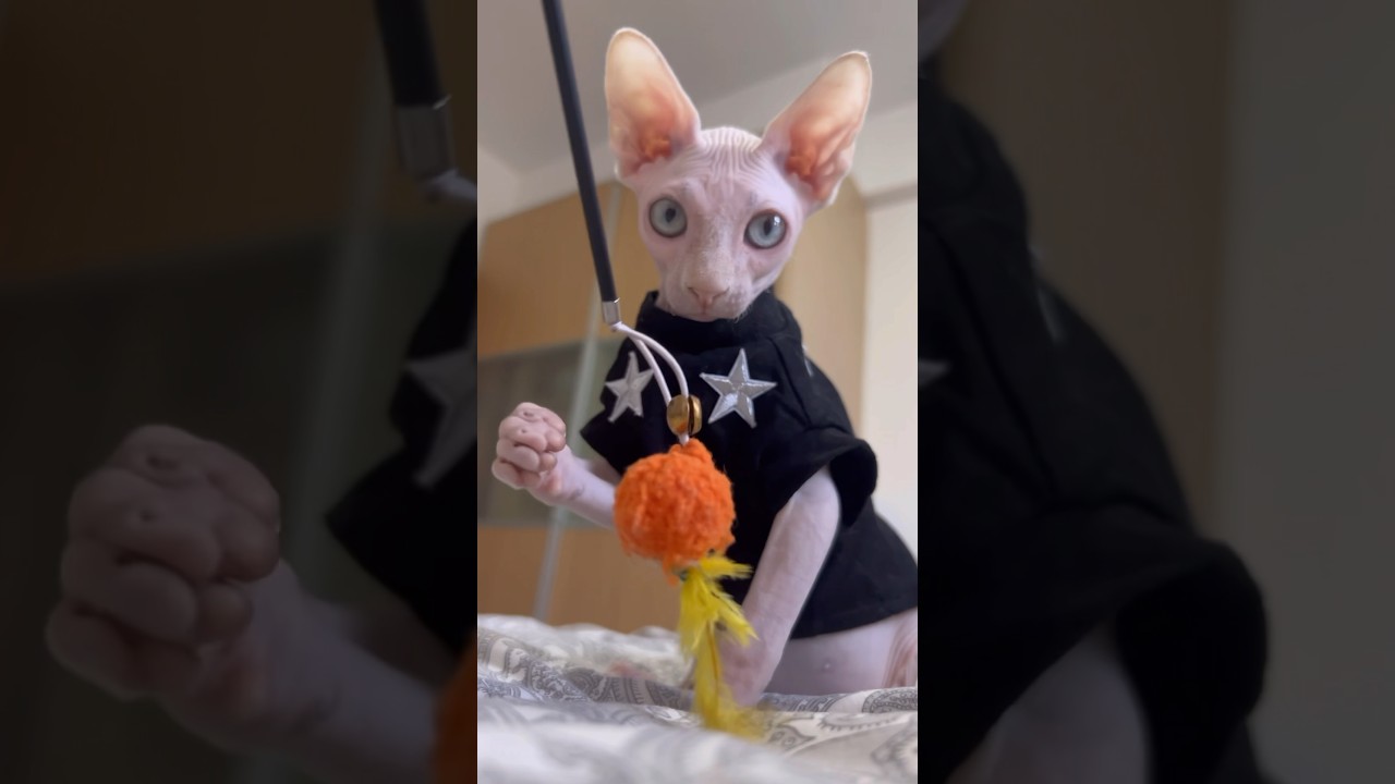 おもちゃで遊ぶ生後4ヶ月の毛のない子猫【スフィンクス猫】