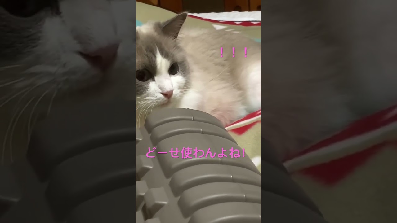 筋膜リリースローラー使おう！と‥ ラグドール ぬいぐるみ猫 ragdoll もふもふ ダイエットは明日から 猫動画 かわいい猫 癒し猫 @minamin.ch.2022