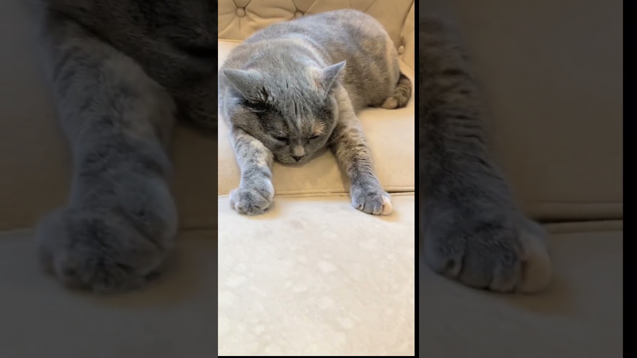 手伸ばしねんねが可愛い♡ #shorts #可愛い猫 #猫動画 #スコティッシュフォールド #癒し #猫ねんね#天使