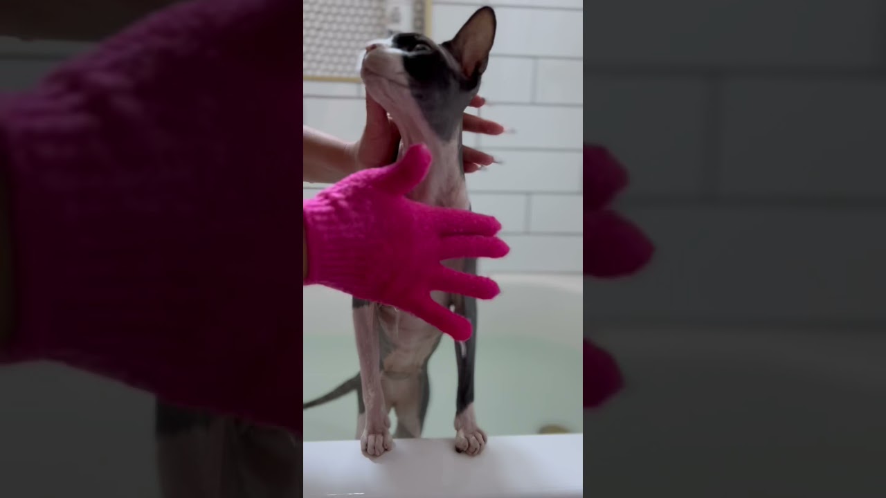 Bath time!! #catbath #sphynxcare #sphynxbath #catshorts