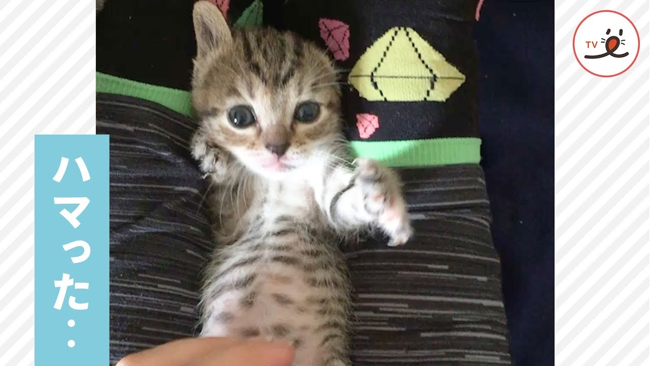 ハマっちまった悲しみに‥😿 ママの脚の間で、必死にもがく子猫だけど‥💦【PECO TV】