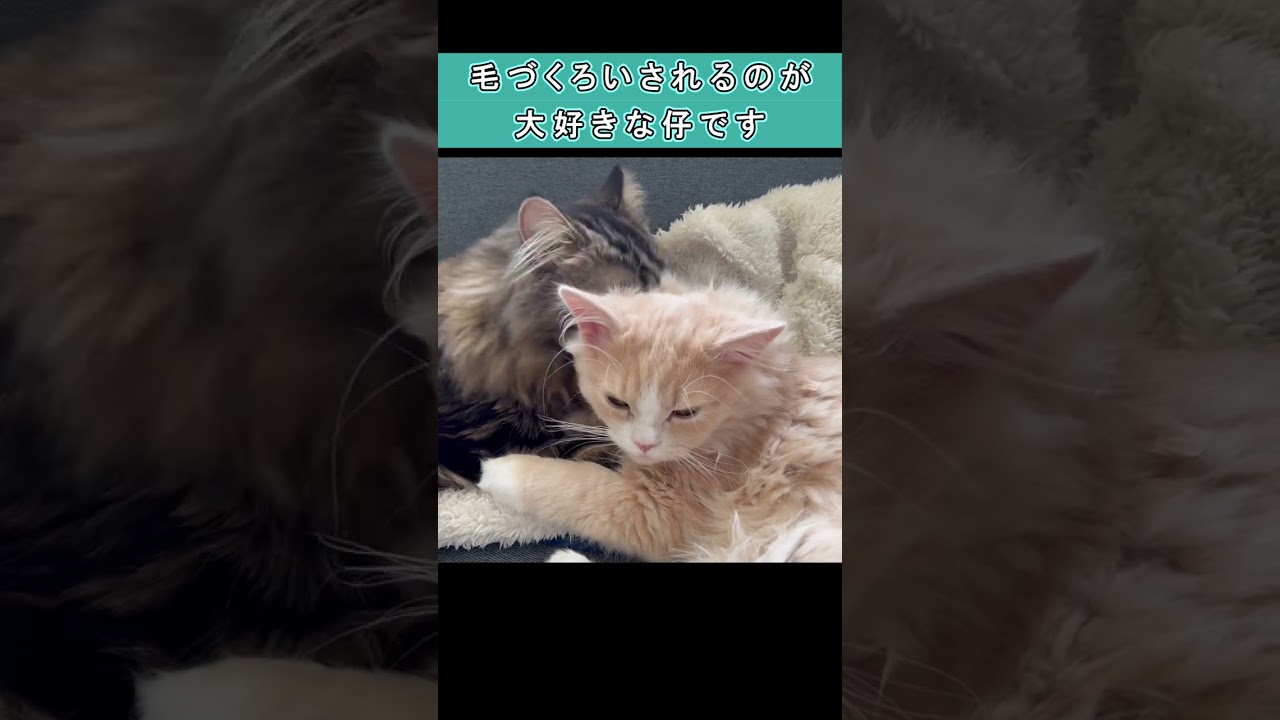 毛づくろいの中断を許さない猫　#shorts　#ラガマフィン