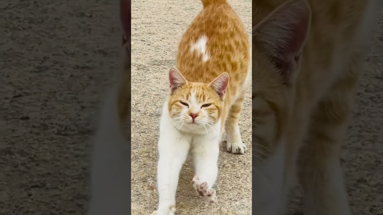 Brown cat new style #shorts